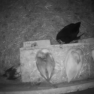 20221206_030915 Ducks sleeping upstairs.png