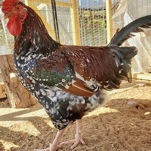 Speckled Sussex Rooster