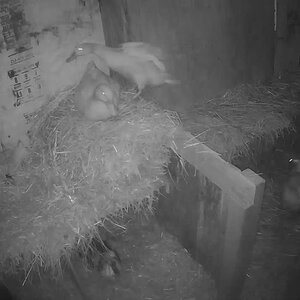 What ducks do at night 6 x time-lapse