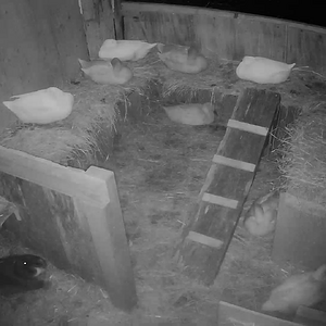 Ducknager, sleeping on the second floor.
