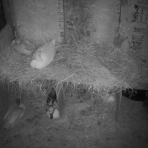 Violeta Duck and a Ducknager sleeping on the second floor