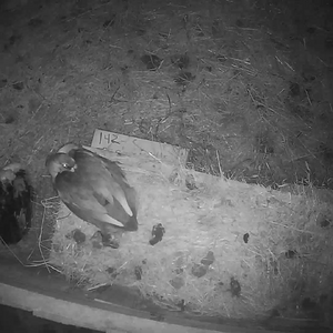 Tweedledee Duck sleeping upstairs