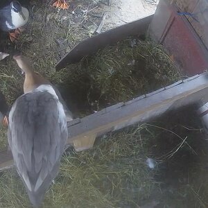 Good Morning Ducks!   Tweedledee is roosting and Blanca overslept