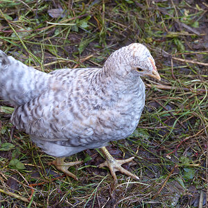 Harvey 7 Weeks