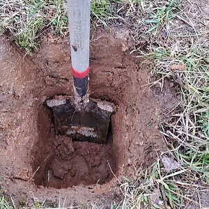 Dug the hole for the Jostaberry to 60cm (2') deep
