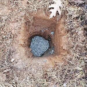 Gooseberry planting hole #1