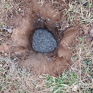 Gooseberry planting hole #2