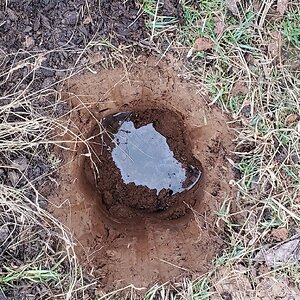 Planthole for Red Currant #1