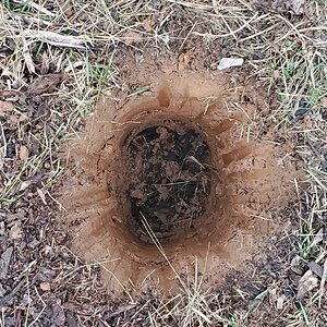 Planthole for Red Currant #1