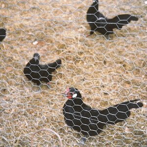 1992 Chickens 02.jpg