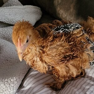 HeiHei