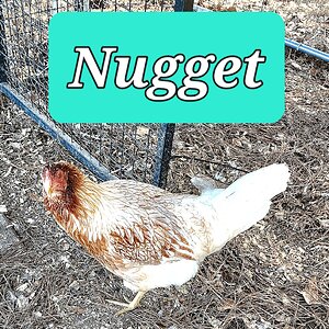 Nugget