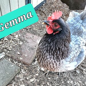 Gemma