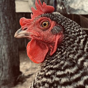 Barred Rock Hen