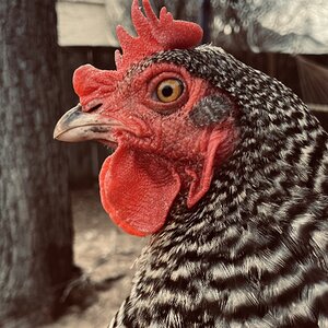 Barred Rock Hen