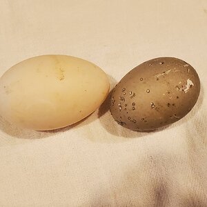 One duck laid a black egg…