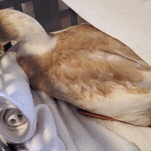 Sick Duck sitting in a laundry basket in my office
