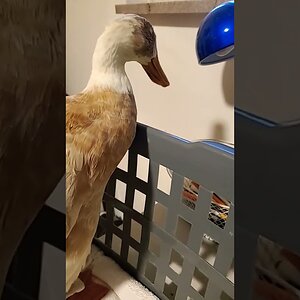 Duck with eye infection is getting better