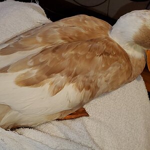 Iris Duck patiently sitting on my lap after treatment with eye-drops and ointment