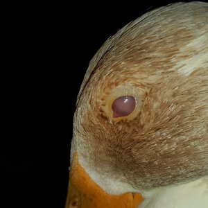 Iris Duck, left eye five days of treatment
