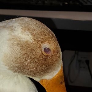 Iris Duck, right eye five days of treatment