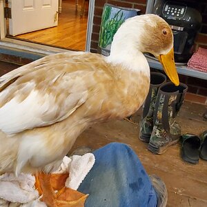 Iris Duck standing on my lap in the evening, after eye treatment.