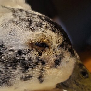 Pompom Duck's right eye.