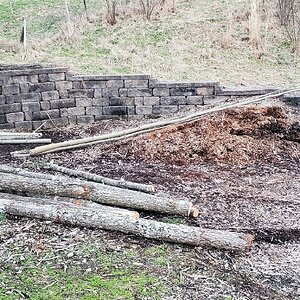 Harvested tree-trunks for fence posts and trellises