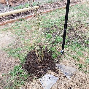 Transplanted Jostaberry shrub