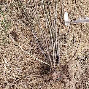 One half of the Red Currant Shrup with pine tree on the cutting wound