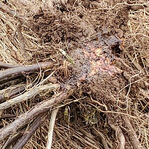 Detail of the cutting wound of the Red Currant Shrup