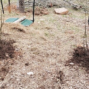 Both halves of the Red Currant shrub planted in the Berry-Garden