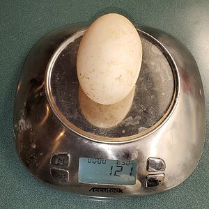 Somebody must be in real pain tonight, Duck-egg weighing 121 gramms…