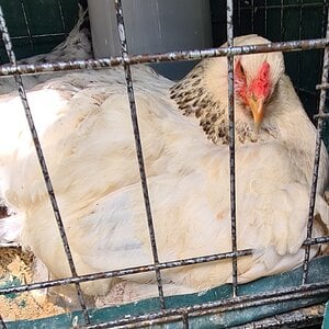 Very interesting hatch
