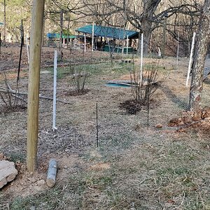 Chickenwire surrounding the Berry Garden