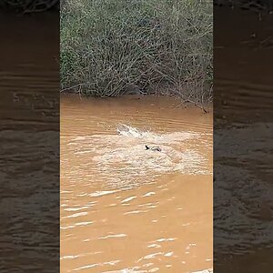 Duck's are mellow, they say. Duck's are peaceful... 🤯