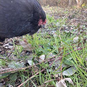 Clover eating grass