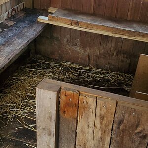 New duck-house interior, spring 2023
