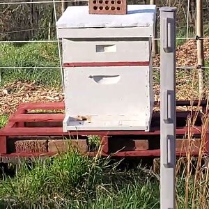 New Bees, first day outside