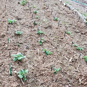 First Potato plants emerging