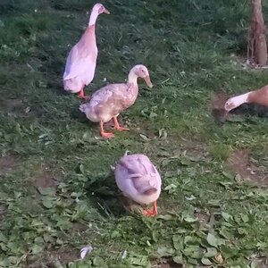 Butt Lite Duck