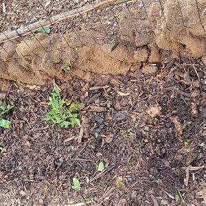 First tomato plants