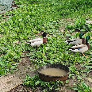 Three differently coloured Mallard drakes