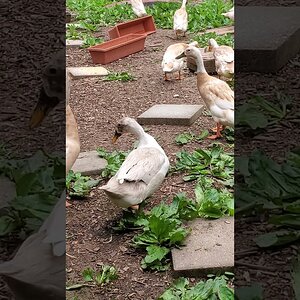 Tweedledee Duck