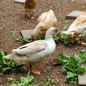 Tweedledee Duck
