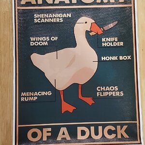 Anatomy of a Duck