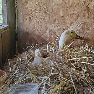 Buffzilla sitting on her nest
