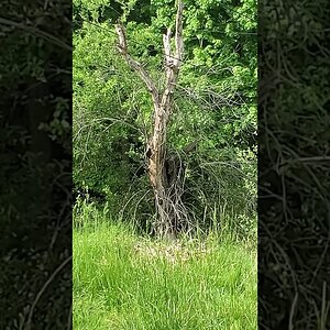 Pileated Woodpecker pecking wood