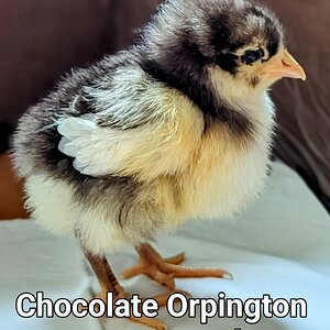Chocolate Orpington.PORTRAIT~3.jpg