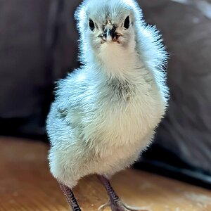Lavender Orpington.PORTRAIT~2.jpg